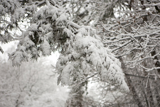 Winterse takken