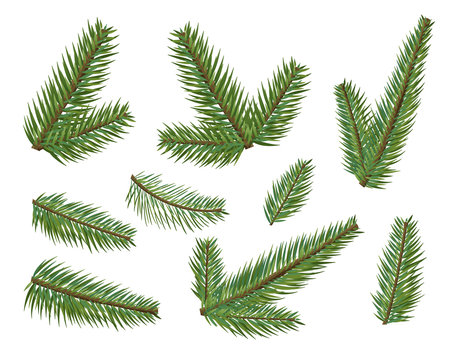 Different christmas tree branches set. Christmas elements tree clipart