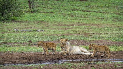 African lion in Kruger National park, South Africa