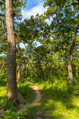 Fototapeta premium Beautiful view inside of the forest in the Chitwan, Nepal