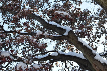 Winter Morning Sun on Tree Branches
