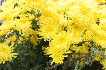 Pretty Yellow Flowers