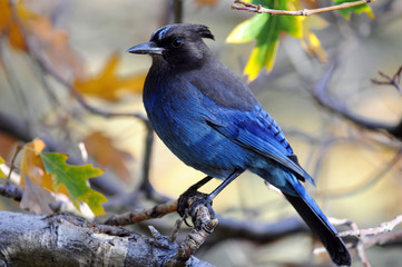 Steller's Jay on Branch