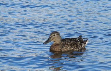 duck swims on the river