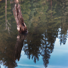 Broken Tree Trunk reflecting in water