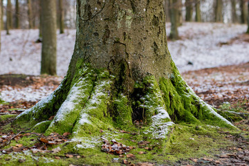 Old tree trunk in a city park. Old tree in a winter atmosphere.