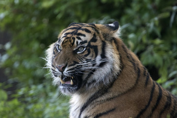 Fototapeta na wymiar Sumatran tiger shows his teeth