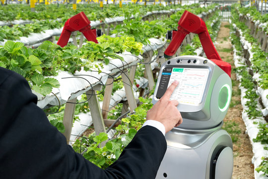 Smart agriculture, vertical farm , sensor technology concept. Farmer hand using autonomous assistant robot arms for monitoring temperature , humidity , pressure and light of soil in strawberry farm.
