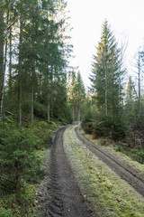 Fototapeta na wymiar Mossy country road in a forest