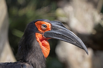 Hornbill bird with an orange black head
