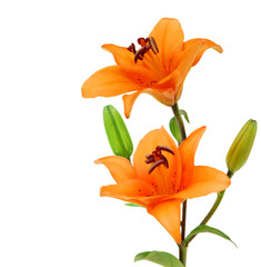 Two orange lillies on a white background