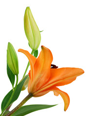 Fototapeta na wymiar Orange lillies on a white background