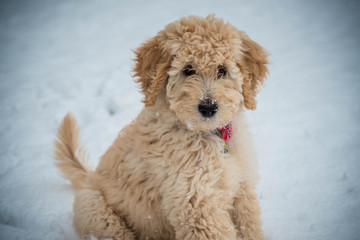 goldendoole