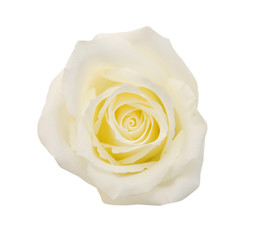 Beautiful perfect white rose flower head