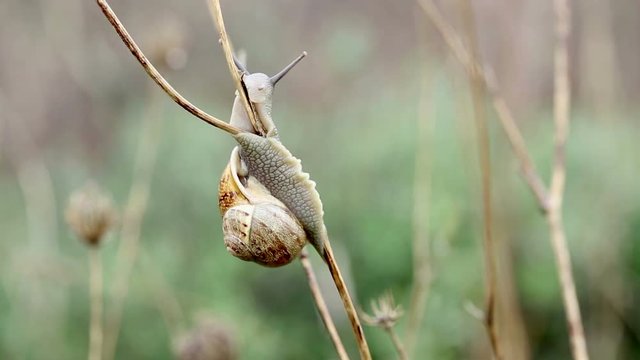 Brown snail feeding on wet branches in nature