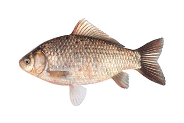 Crucian carp isolated on white