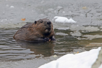 adult beaver swims in a lake in winter