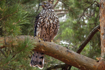 Hawk sitting on the spruce branch