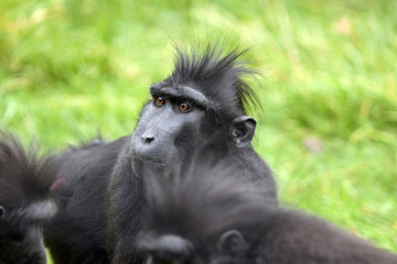Face of a black monkey