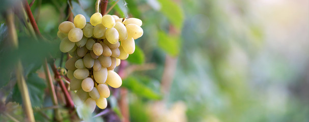 bunch of grapes in sunlight, border design panoramic banner 