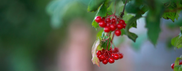Red guelder rose berries plant in nature, border design panoramic banner