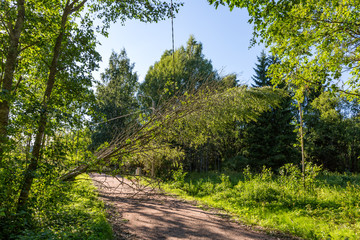 Fototapeta na wymiar Fallen trees hang on power line after a storm