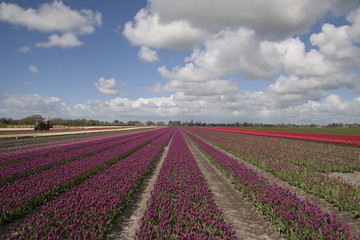 Fototapeta na wymiar Spring landscape with tulip field