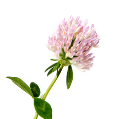 Clover. Beautiful daisy flowers isolated on  background  .