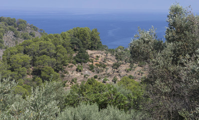 Trees, terraces and sea in Mallorca