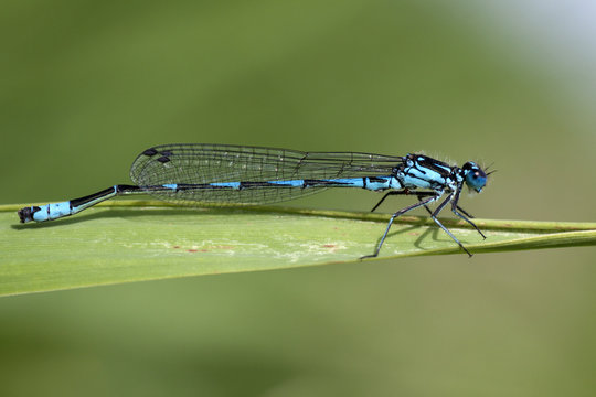 Macro photo of a blue dragonfly on a reed stem