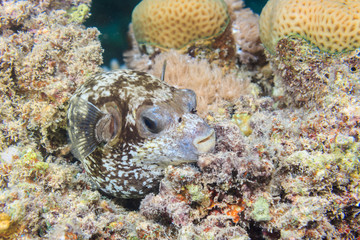 Masked puffer