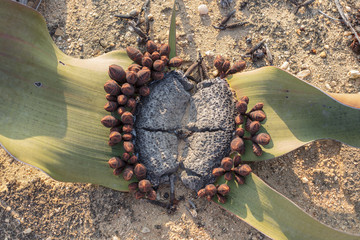 Welwitschia plant seen from above with natural light. Namibe. Angola.