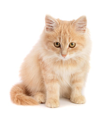 Cute little red kitten isolated on white background