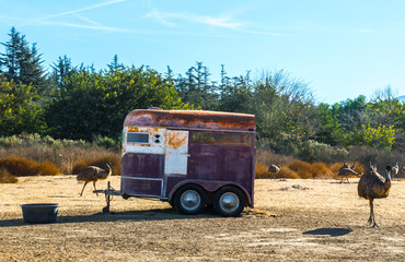 weathered horse trailer in a dirt field surrounded by ostriches