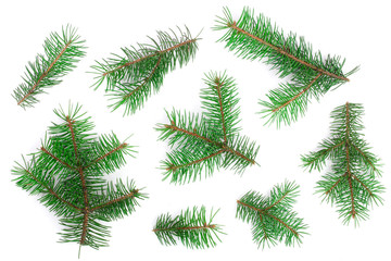 Fir tree branch isolated on white background. Christmas background. Top view