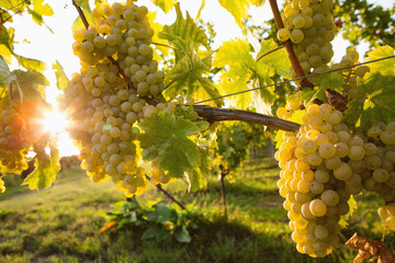 White wine cluster in vineyard