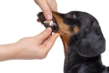Inspecting dachshund  dog teeth on isolated on a white background close up