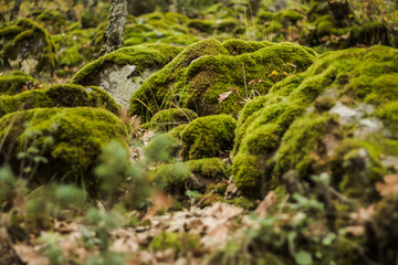 Fototapeta premium Las jesienią