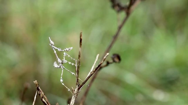 wet Empusa pennata (praying mantis) with rain drops on a dry branch