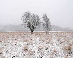 Winter landscape with snow and trees