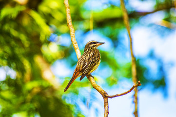 An observant bird.