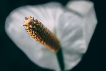 White flover 