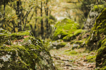 Forest in autumn