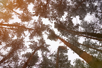 Winter sky throw bottom of trees