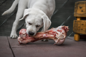 junger hungriger labrador retriever hund welpe frisst fleisch von einem knochen