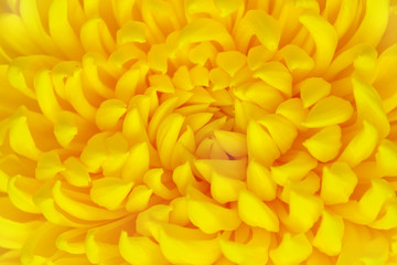 Close up view of a fragment of flower of yellow chrysanthemum as background (abstract, texture)