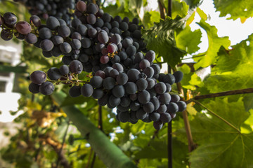 bunch of dark grape fruit