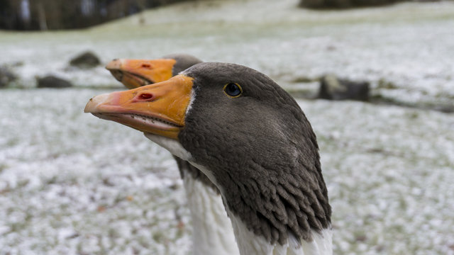 Two grey groose close up head in winter scenery