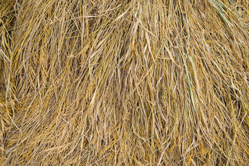 Many rice and paddy seeds are already harvested.