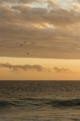 Fototapeta na wymiar Bunch of birds flying at the sea